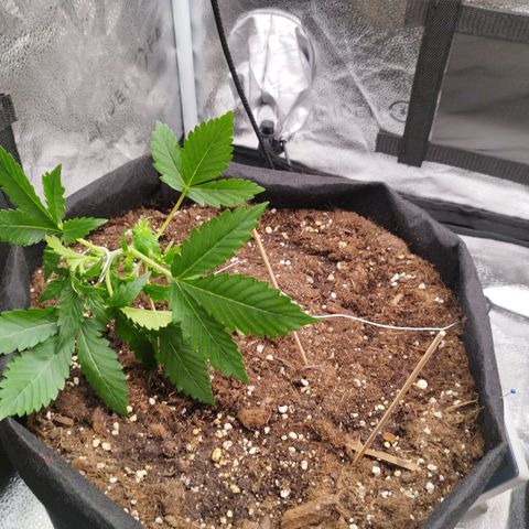 Fat Monkey Fem auto - Left  growlog timeline photo