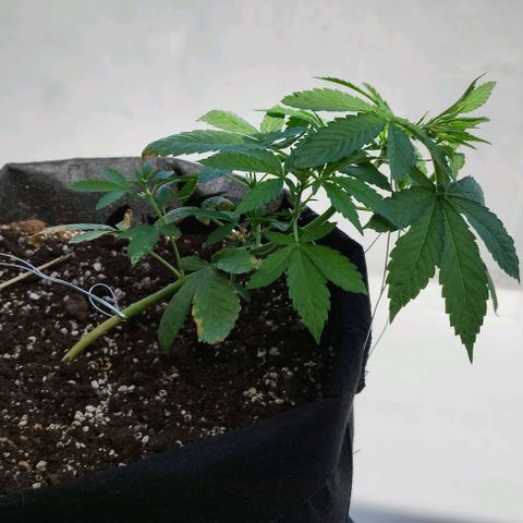 West Coast OG x Gelato Auto 41 growlog timeline photo