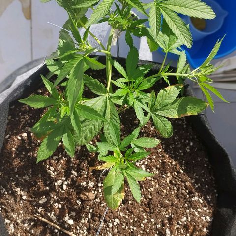West Coast OG x Gelato Auto 41 growlog timeline photo