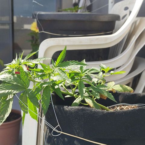 West Coast OG x Gelato Auto 41 growlog timeline photo