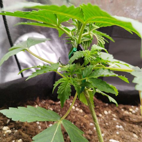 Fat Monkey Fem auto - Left  growlog photo: Broke stem yesterday. Rip