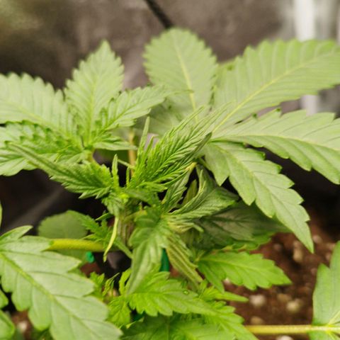 Fat Monkey Fem auto - Left  growlog photo: Broke stem yesterday. Rip