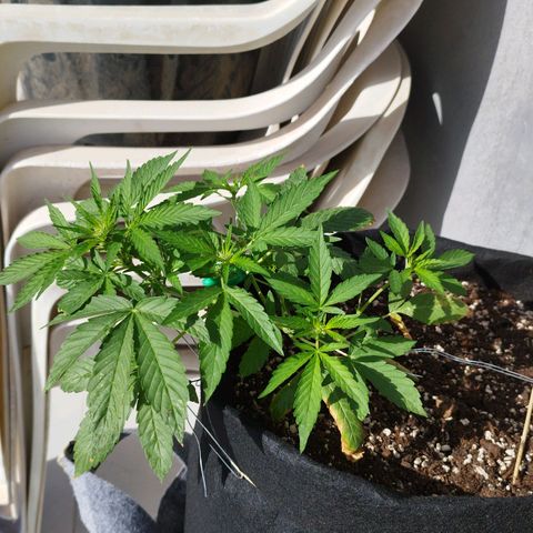 West Coast OG x Gelato Auto 41 growlog photo: Best LST results yet.