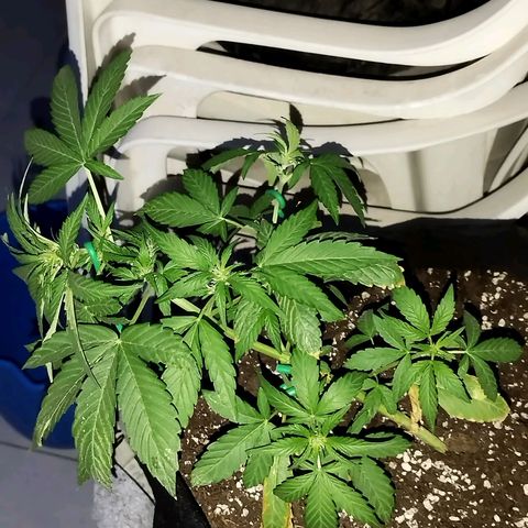 West Coast OG x Gelato Auto 41 growlog timeline photo
