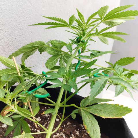 West Coast OG x Gelato Auto 41 growlog timeline photo