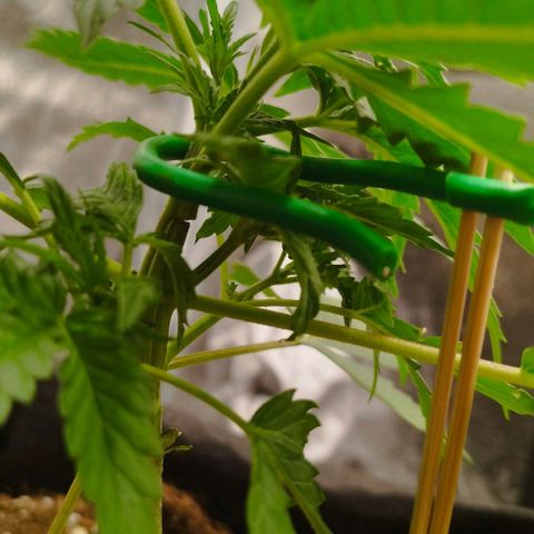 Fat Monkey Fem auto - Left  growlog timeline photo