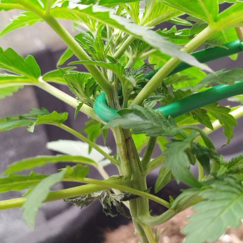 Fat Monkey Fem auto - Left  growlog timeline photo
