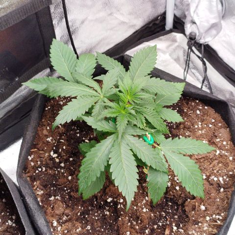 Fat Monkey Fem auto - Left  growlog timeline photo