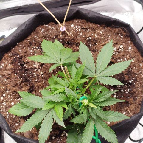 Fat Monkey Fem auto - Right growlog timeline photo