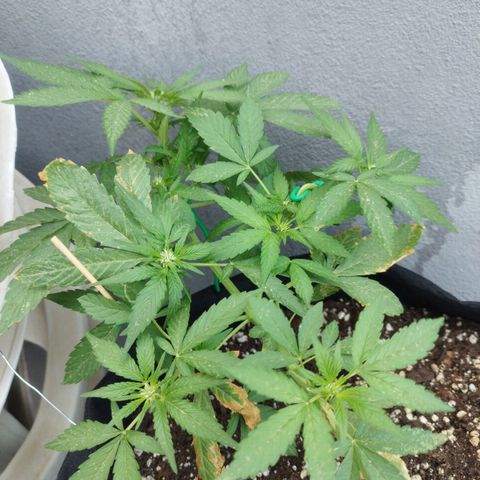 West Coast OG x Gelato Auto 41 growlog timeline photo