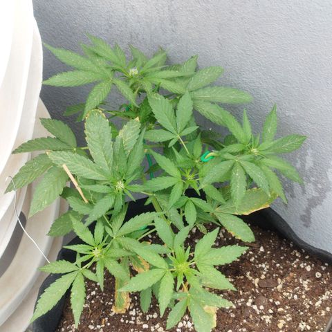 West Coast OG x Gelato Auto 41 growlog timeline photo