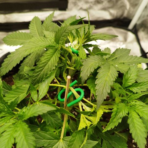 Fat Monkey Fem auto - Right growlog timeline photo