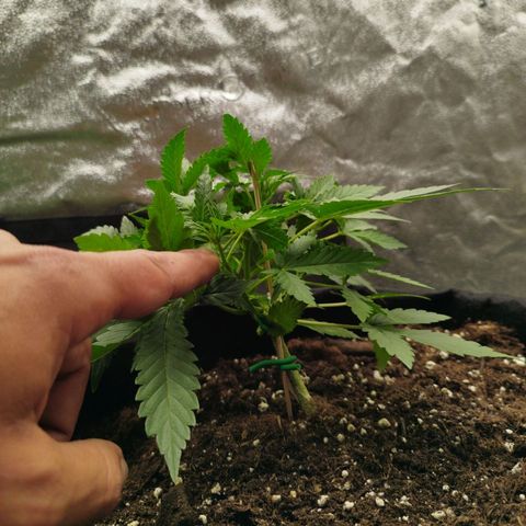 Fat Monkey Fem auto - Right growlog timeline photo