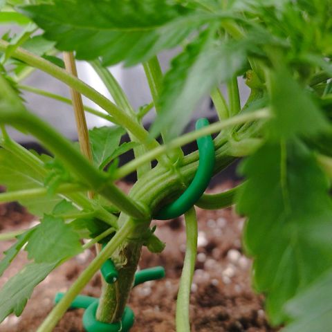 Fat Monkey Fem auto - Right growlog timeline photo