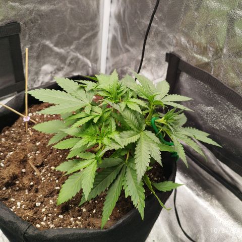 Fat Monkey Fem auto - Right growlog timeline photo