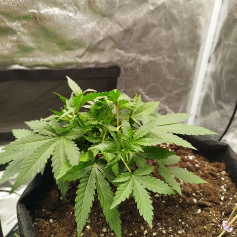 Fat Monkey Fem auto - Right growlog timeline photo