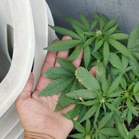 West Coast OG x Gelato Auto 41 growlog timeline photo