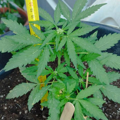 West Coast OG x Gelato Auto 41 growlog timeline photo