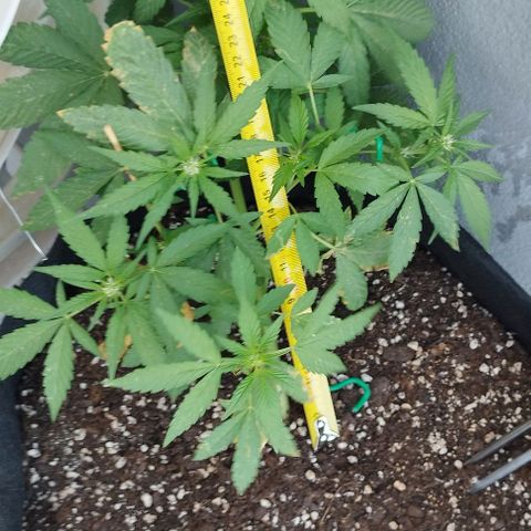 West Coast OG x Gelato Auto 41 growlog timeline photo