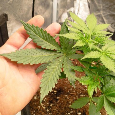 Fat Monkey Fem auto - Left  growlog timeline photo