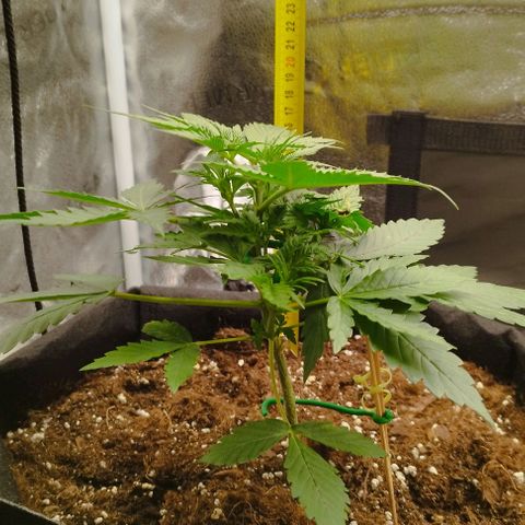 Fat Monkey Fem auto - Left  growlog timeline photo