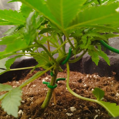 Fat Monkey Fem auto - Right growlog timeline photo