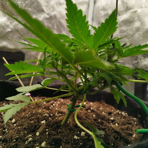 Fat Monkey Fem auto - Right growlog timeline photo