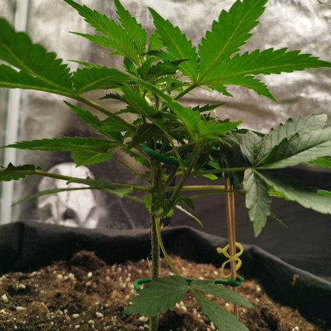 Fat Monkey Fem auto - Left  growlog timeline photo