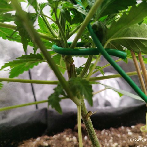 Fat Monkey Fem auto - Left  growlog timeline photo