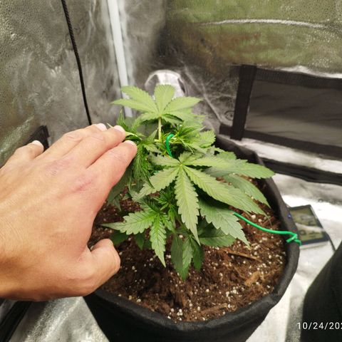 Fat Monkey Fem auto - Left  growlog timeline photo