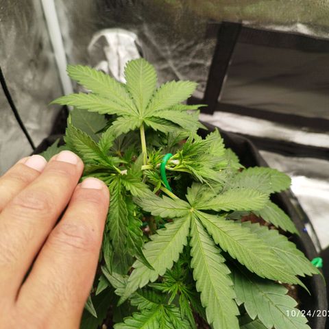 Fat Monkey Fem auto - Left  growlog timeline photo