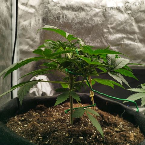 Fat Monkey Fem auto - Left  growlog timeline photo