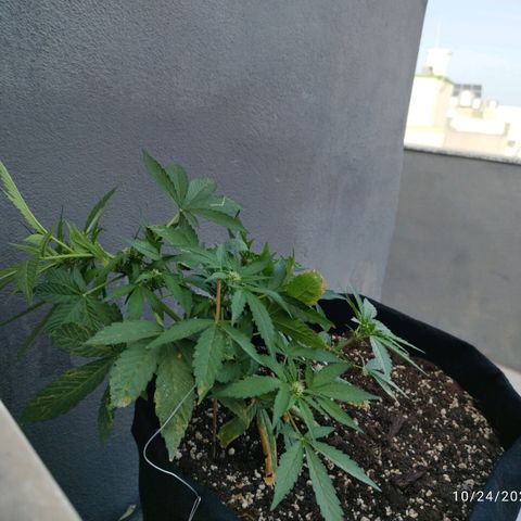 West Coast OG x Gelato Auto 41 growlog timeline photo