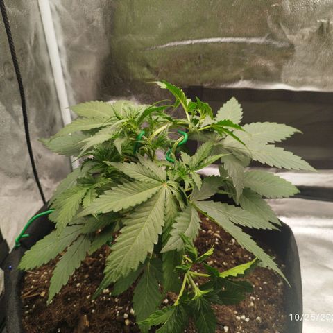 Fat Monkey Fem auto - Left  growlog timeline photo