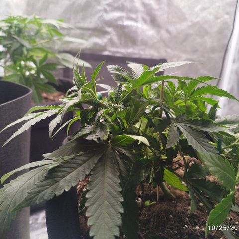 Fat Monkey Fem auto - Right growlog timeline photo