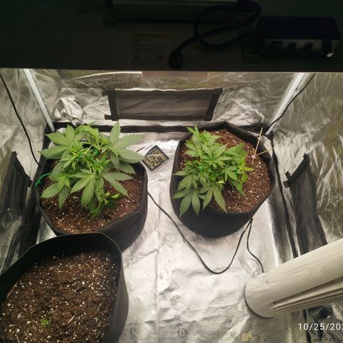 Fat Monkey Fem auto - Right growlog timeline photo
