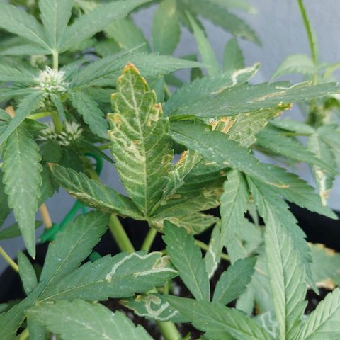 West Coast OG x Gelato Auto 41 growlog timeline photo