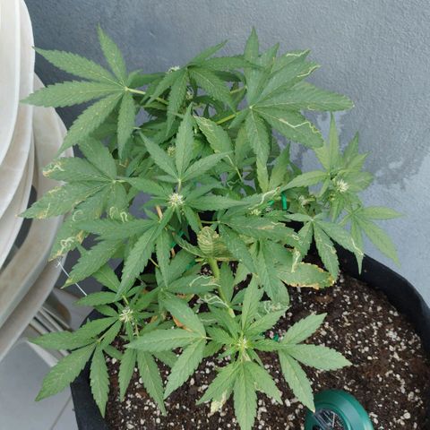 West Coast OG x Gelato Auto 41 growlog timeline photo