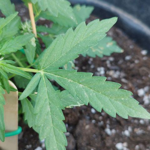 West Coast OG x Gelato Auto 41 growlog timeline photo