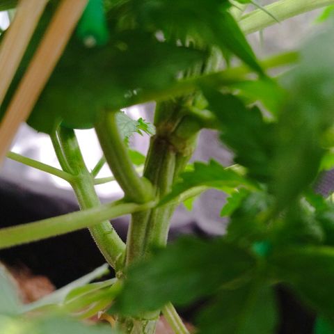 Fat Monkey Fem auto - Left  growlog timeline photo