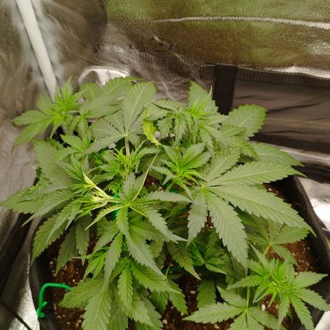 Fat Monkey Fem auto - Left  growlog timeline photo