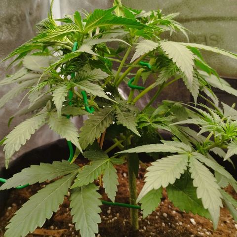 Fat Monkey Fem auto - Left  growlog timeline photo