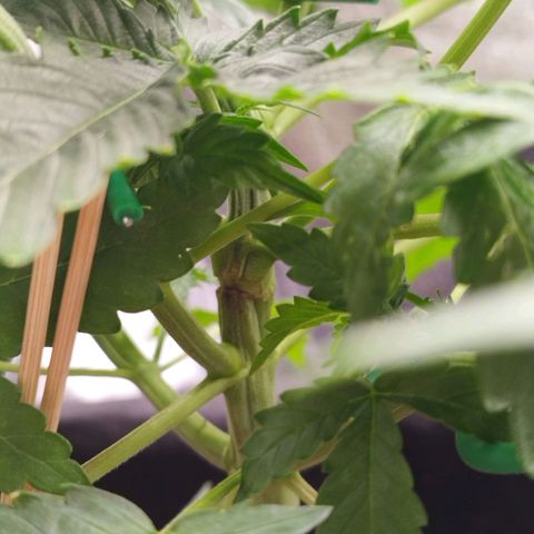 Fat Monkey Fem auto - Left  growlog timeline photo