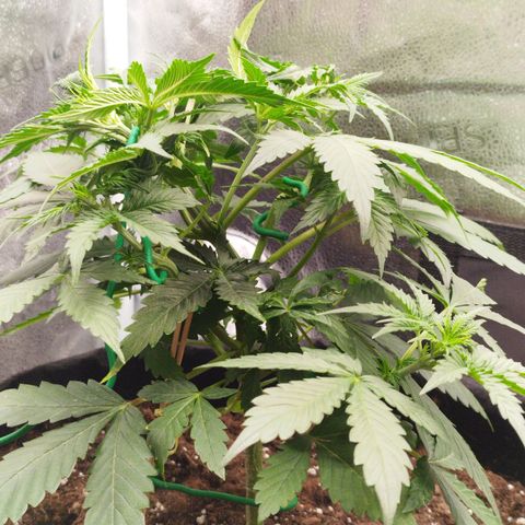 Fat Monkey Fem auto - Left  growlog timeline photo