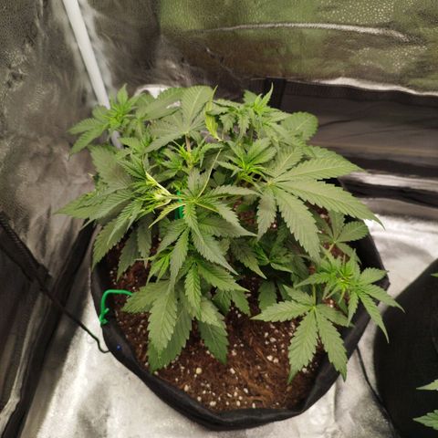 Fat Monkey Fem auto - Left  growlog timeline photo