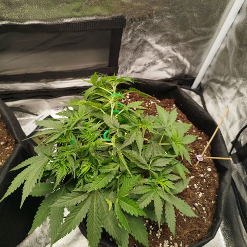 Fat Monkey Fem auto - Right growlog timeline photo