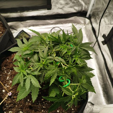 Fat Monkey Fem auto - Right growlog timeline photo