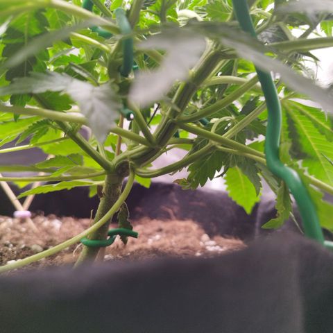 Fat Monkey Fem auto - Right growlog timeline photo
