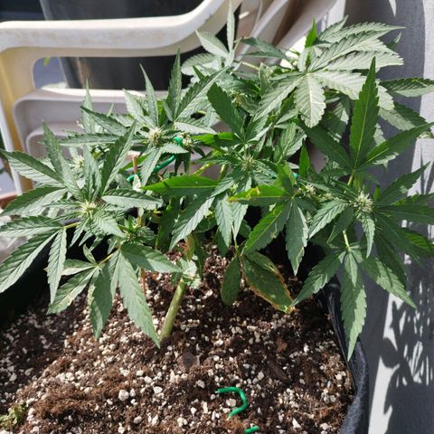 West Coast OG x Gelato Auto 41 growlog timeline photo