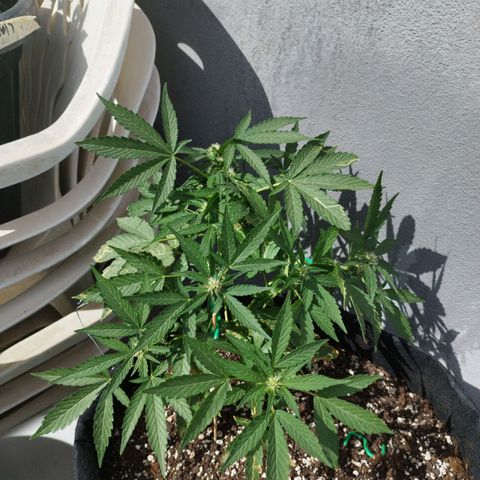 West Coast OG x Gelato Auto 41 growlog timeline photo